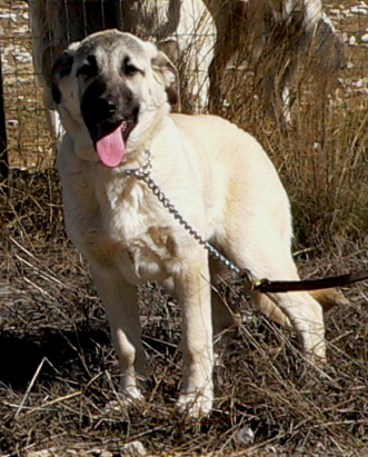 Puppy 1 from August 12, 2011 litter