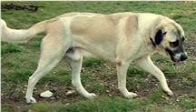 Lucky Hit's Shadow Major (Major) at Taylor and Horn Boer Goat Ranch - Incredible Working Ability and a Tuff Dog