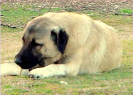 Lucky Hit's Shadow Maximus (Max) at Lucky Hit Ranch - Strong and Dominant with Serious Working Ability, Power, and Presence