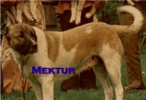 Mektup of Obruk (Mekki)