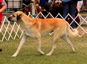 OH-BEST IN SHOW GOLD GRAND CHAMPION  Timaru Serag Mounir (MOUNIR)