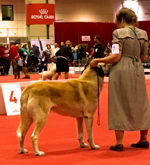 OH-BEST IN SHOW GOLD GRAND CHAMPION  Timaru Serag Mounir (MOUNIR)