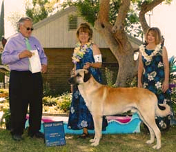 OH-BEST IN SHOW GOLD GRAND CHAMPION  Timaru Serag Mounir (MOUNIR)