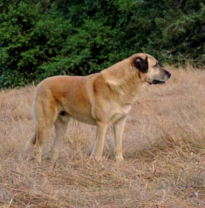 OH-BEST IN SHOW GOLD GRAND CHAMPION  Timaru Serag Mounir (MOUNIR)