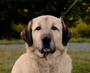 CHAMPION  Muhsin of Timaru (Moose) 