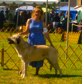 CHAMPION  Muhsin of Timaru (Moose) 