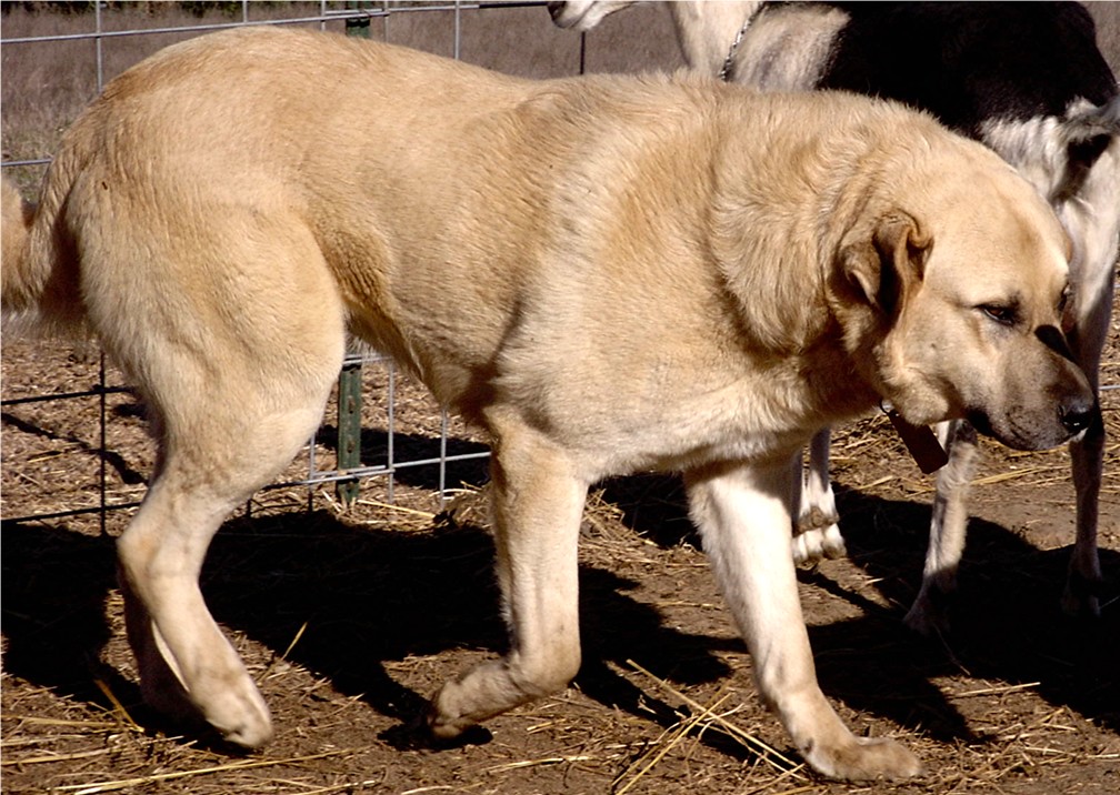 BASARI Nico at two with goats