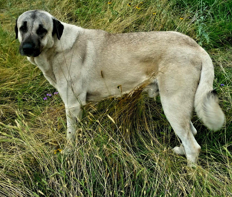 Estes's Obizzo -PWA - PROVEN WORKING GUARDIAN ANATOLIAN MALE