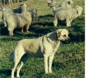 DOUBLETREE'S I'm A Party Girl - Superior Working Dog