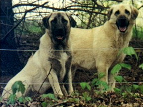 DOUBLETREE'S I'm A Party Girl - Superior Working Dog - with Son, HAT CREEK'S Rumor Has It