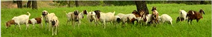 [2001 litter guarding goats in pasture during a rainstorm.]