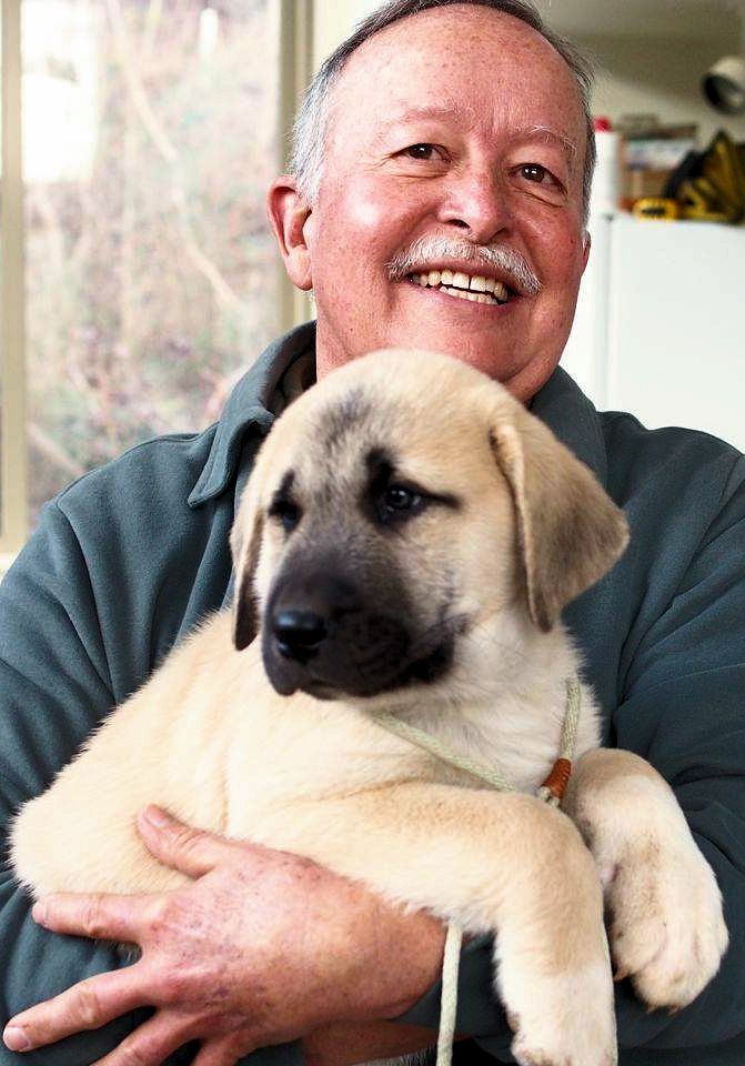 Cedar Rise Tupelo Honey (TUPE), Male Puppy, at Eight Weeks on 1/5/2015 from Yaman/Rana 11/8/2014 litter