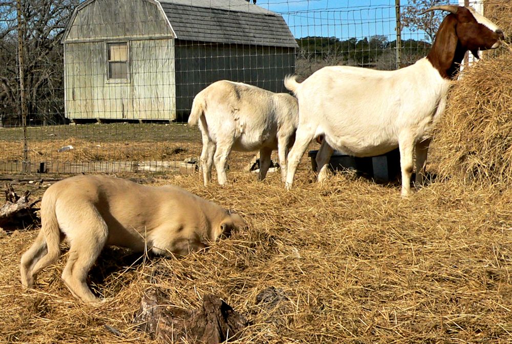 Cedar Rise Tupelo Honey (TUPE), Male Puppy, on 1/16/2015 from Yaman/Rana 11/8/2014 litter