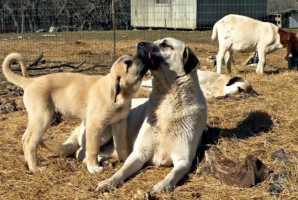 Cedar Rise Tupelo Honey (TUPE), Male Puppy, on 1/16/2015 from Yaman/Rana 11/8/2014 litter