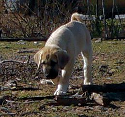 Cedar Rise Tupelo Honey (TUPE), Male Puppy, on 1/16/2015 from Yaman/Rana 11/8/2014 litter