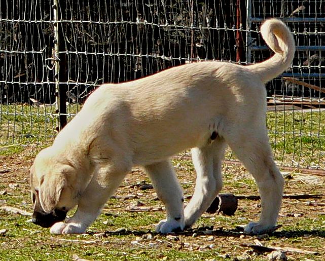 Cedar Rise Tupelo Honey (TUPE), Male Puppy, on 1/16/2015 from Yaman/Rana 11/8/2014 litter