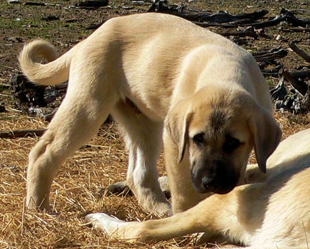 Cedar Rise Tupelo Honey (TUPE), Male Puppy, on 1/16/2015 from Yaman/Rana 11/8/2014 litter