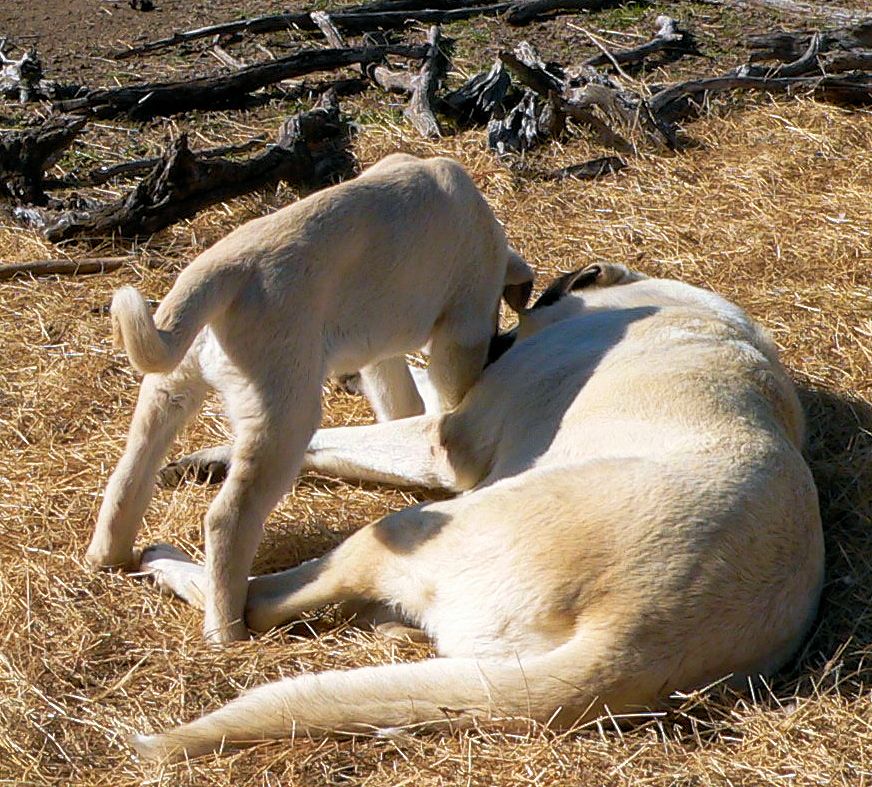 Cedar Rise Tupelo Honey (TUPE), Male Puppy, on 1/16/2015 from Yaman/Rana 11/8/2014 litter