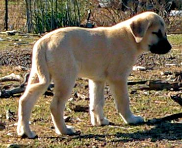 Cedar Rise Tupelo Honey (TUPE), Male Puppy, on 1/16/2015 from Yaman/Rana 11/8/2014 litter