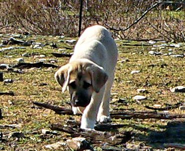 Cedar Rise Tupelo Honey (TUPE), Male Puppy, on 1/16/2015 from Yaman/Rana 11/8/2014 litter