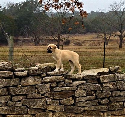 Cedar Rise Tupelo Honey (TUPE), Male Puppy, at Nine Weeks on 1/14/2015 from Yaman/Rana 11/8/2014 litter