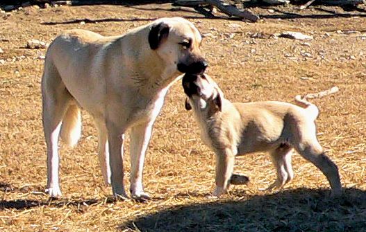 LUCKY HIT Kuvvet KIBAR and Cedar Rise Tupelo Honey (TUPE), Male Puppy, on 1/18/2015 from Yaman/Rana 11/8/2014 litter