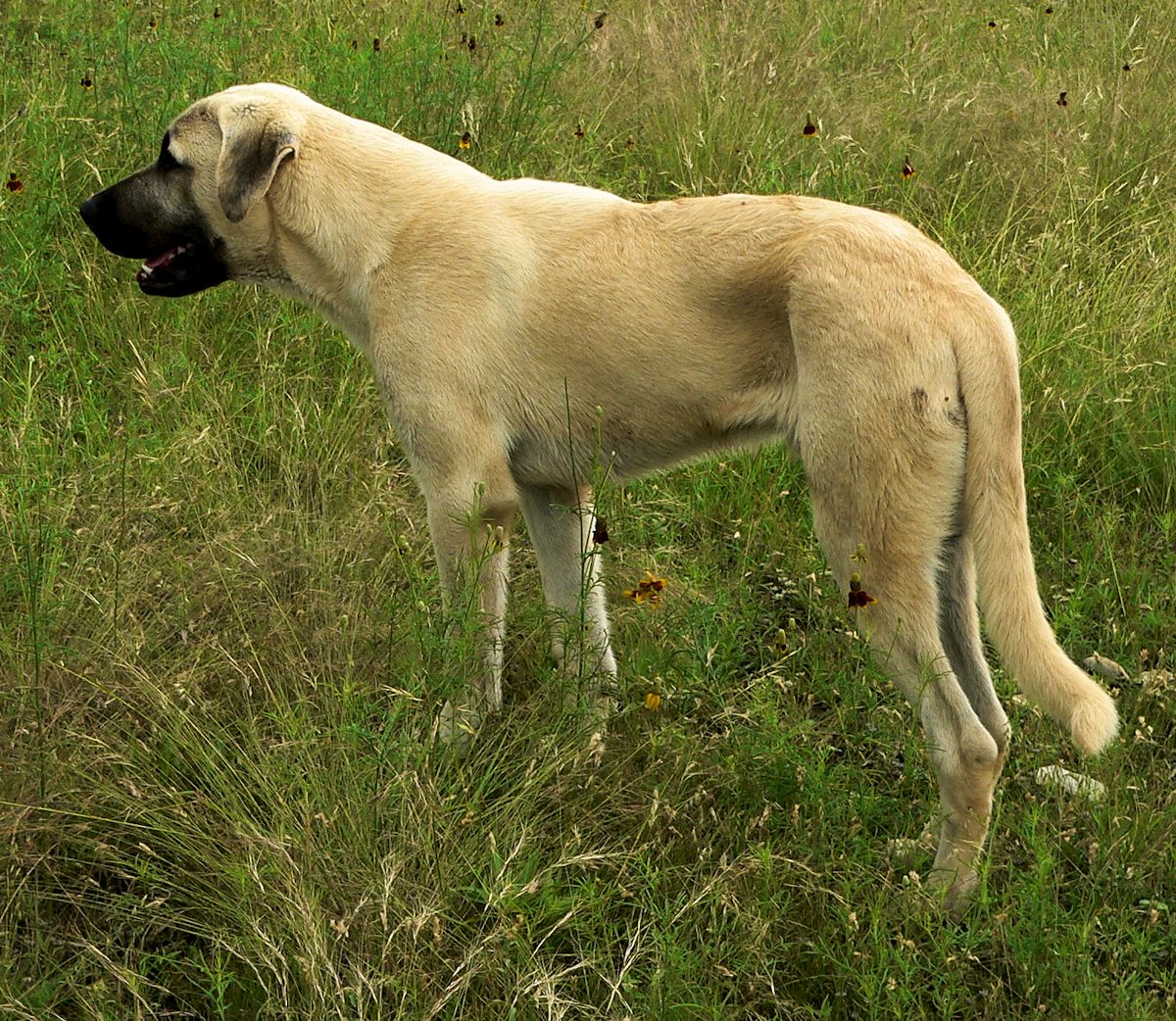 Cedar Rise Tupelo Honey (TUPE), Male Puppy, at Six Months on May 18, 2015 from Yaman/Rana 11/8/2014 litter