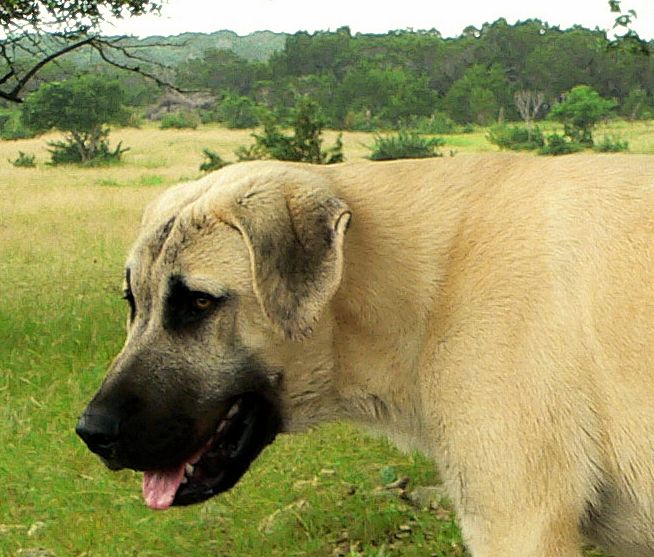 Cedar Rise Tupelo Honey (TUPE), Male Puppy, at Six Months on May 18, 2015 from Yaman/Rana 11/8/2014 litter