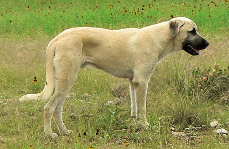 Cedar Rise Tupelo Honey (TUPE), Male Puppy, at Six Months on May 18, 2015 from Yaman/Rana 11/8/2014 litter