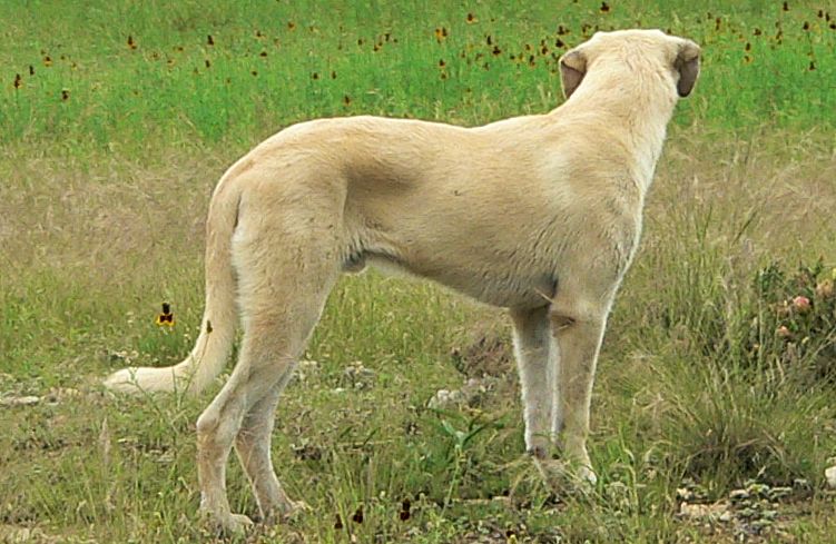 Cedar Rise Tupelo Honey (TUPE), Male Puppy, at Six Months on May 18, 2015 from Yaman/Rana 11/8/2014 litter