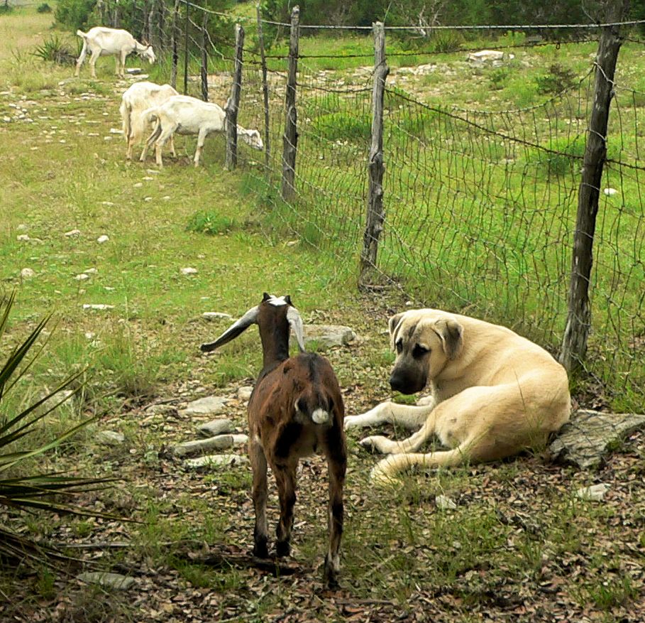 Cedar Rise Tupelo Honey (TUPE), Male Puppy, at Six Months on May 18, 2015 from Yaman/Rana 11/8/2014 litter