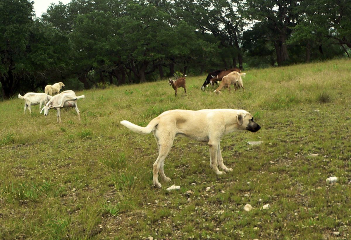 Cedar Rise Tupelo Honey (TUPE), Male Puppy, at Six Months on May 18, 2015 from Yaman/Rana 11/8/2014 litter