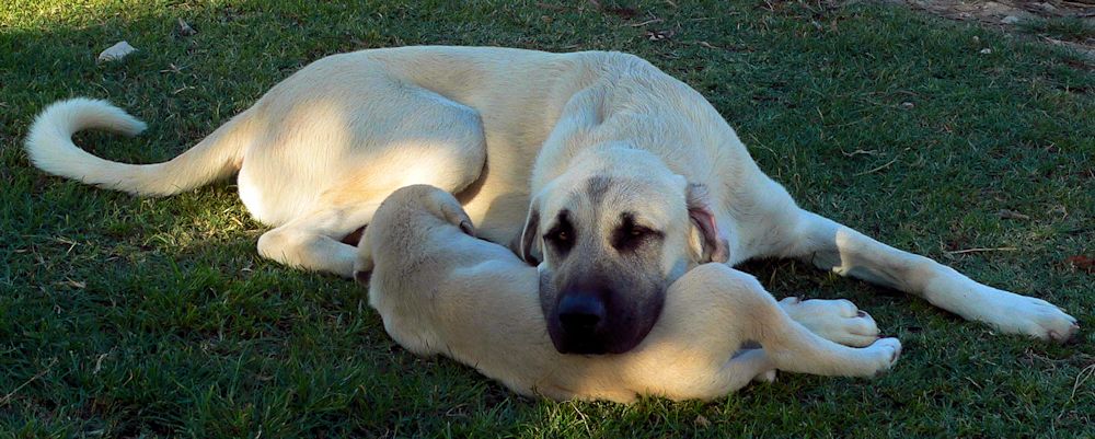 Tupe at Lucky Hit Ranch with puppy