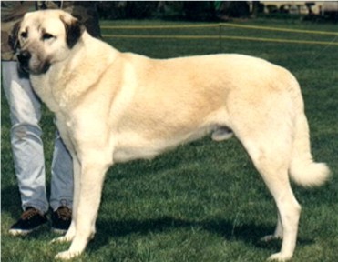 Birinci's Raj - Superior Working Dog