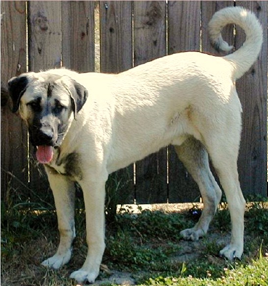 Cerulean Lexa Guzel at 8 weeks 