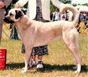 AKC/CKC/UKC CH 'PR' ALATURKA's SAFA of SENFLOWER, CGC