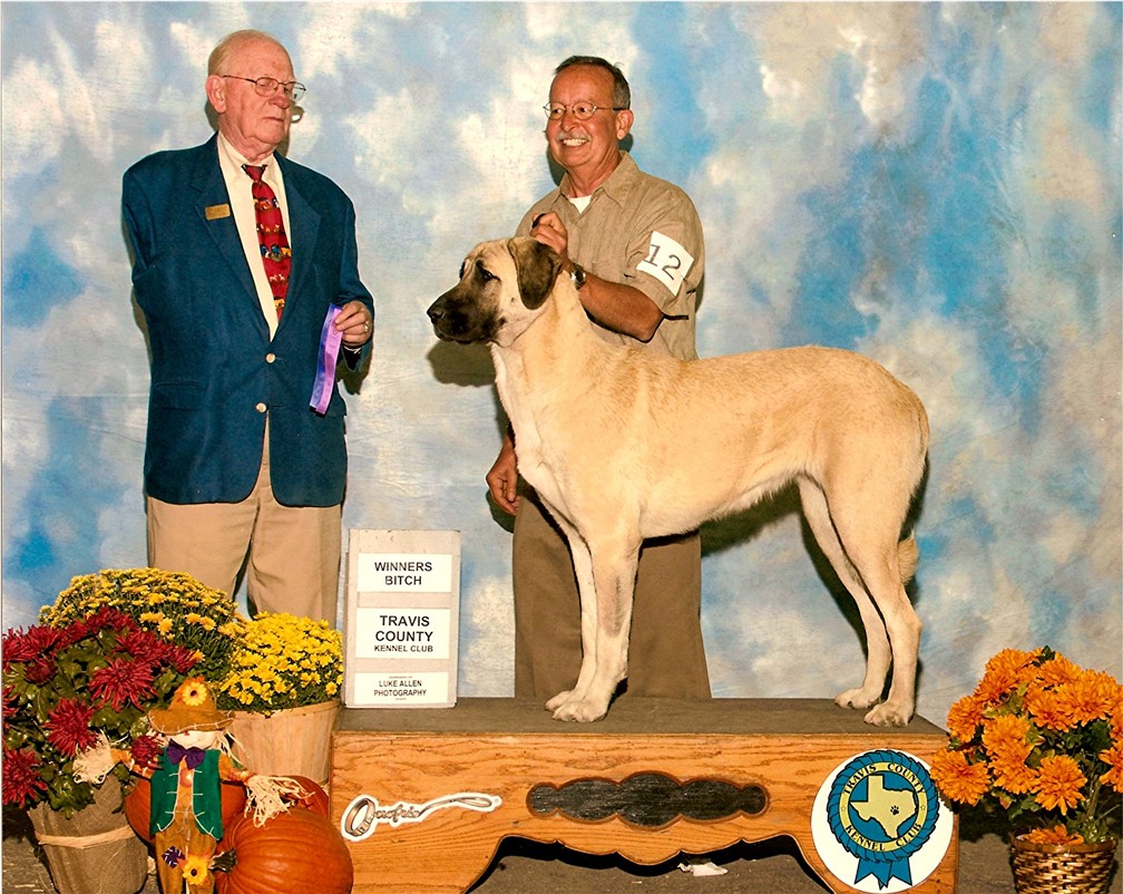 Lucky Hit Sahara Kizil earning her first Major - Yahsi x Sahara 2006 litter