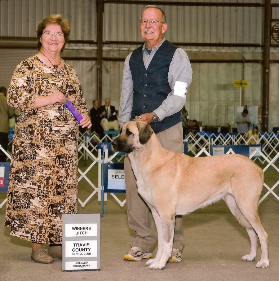 Lucky Hit Sahara Kizil earning her first Major - Yahsi x Sahara 2006 litter