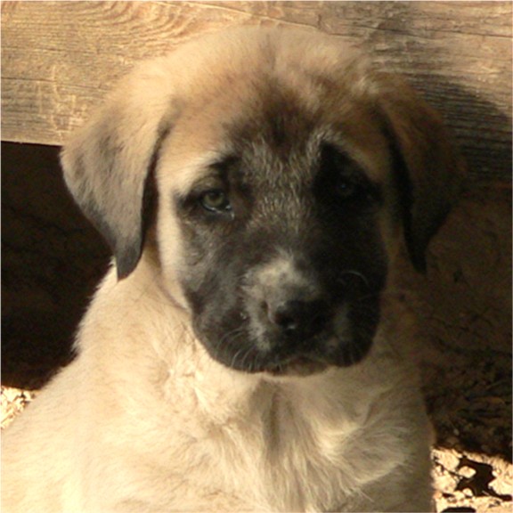 Lucky Hit's Sahara ATHENA  - What a beautiful pup!