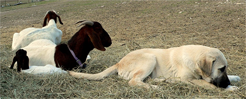 Lucky Hit's Sahara BENEK  - What a beautiful pup!