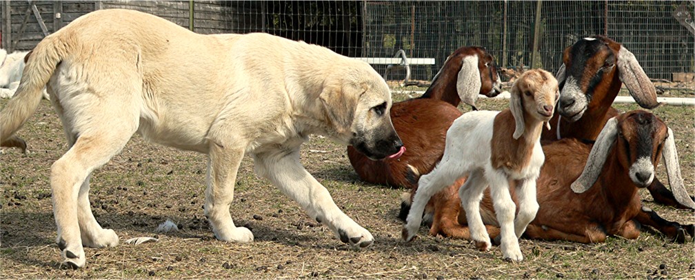 Four month old pup behaving properly with goats