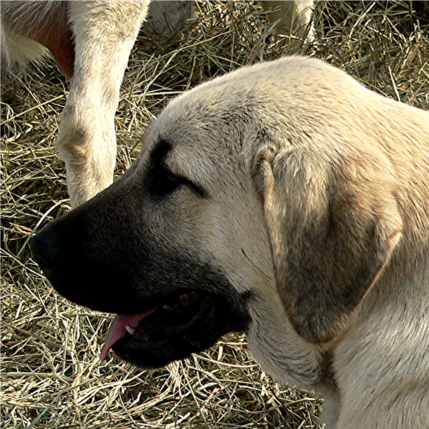 Lucky Hit's Sahara BENEK  - What a beautiful pup!