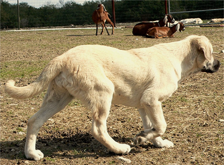 Lucky Hit's Sahara BENEK  - What a beautiful pup!