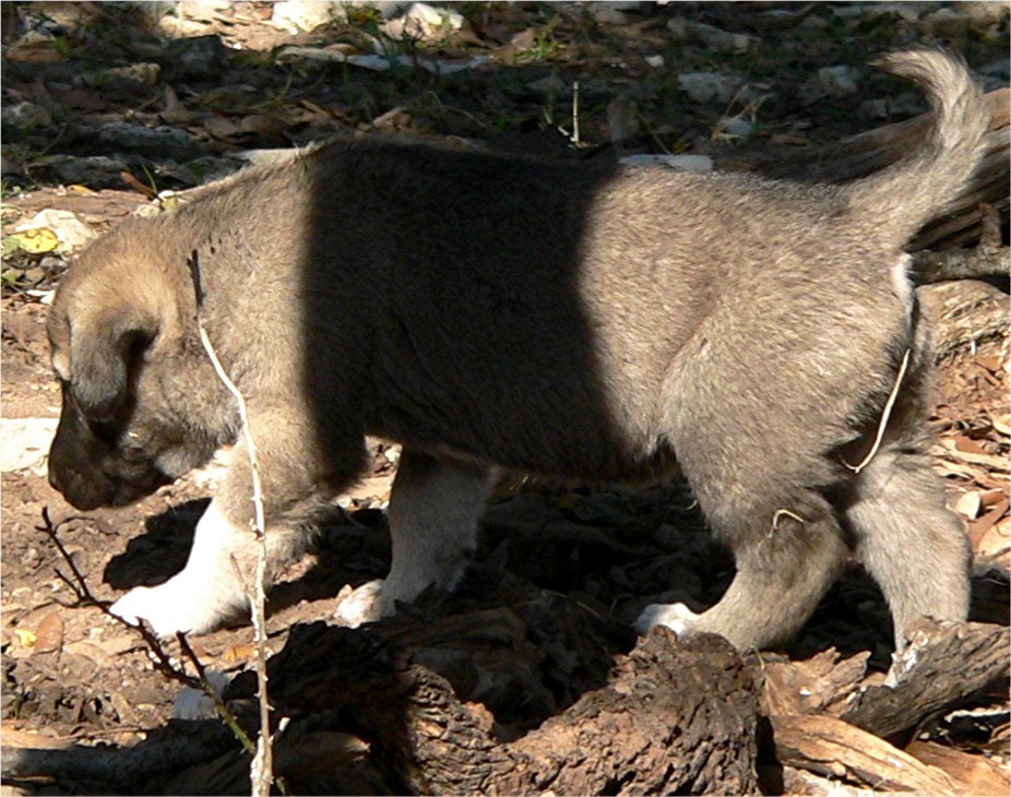 Lucky Hit's Sahara LUKA  - What a beautiful pup!