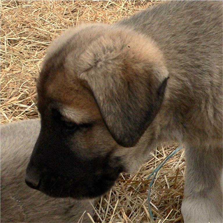 Lucky Hit's Sahara LUKA  - What a beautiful pup!