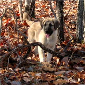 Lucky Hit's Sahara LUKA (was Collar)  - What a beautiful pup!