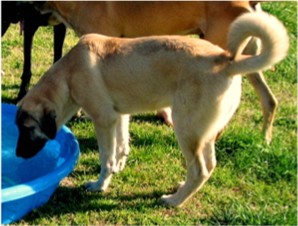 Lucky Hit's Sahara LUKA (was Collar)  - What a beautiful pup!