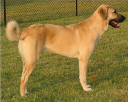 Lucky Hit's Sahara LUKA (was Collar)  - What a beautiful pup!