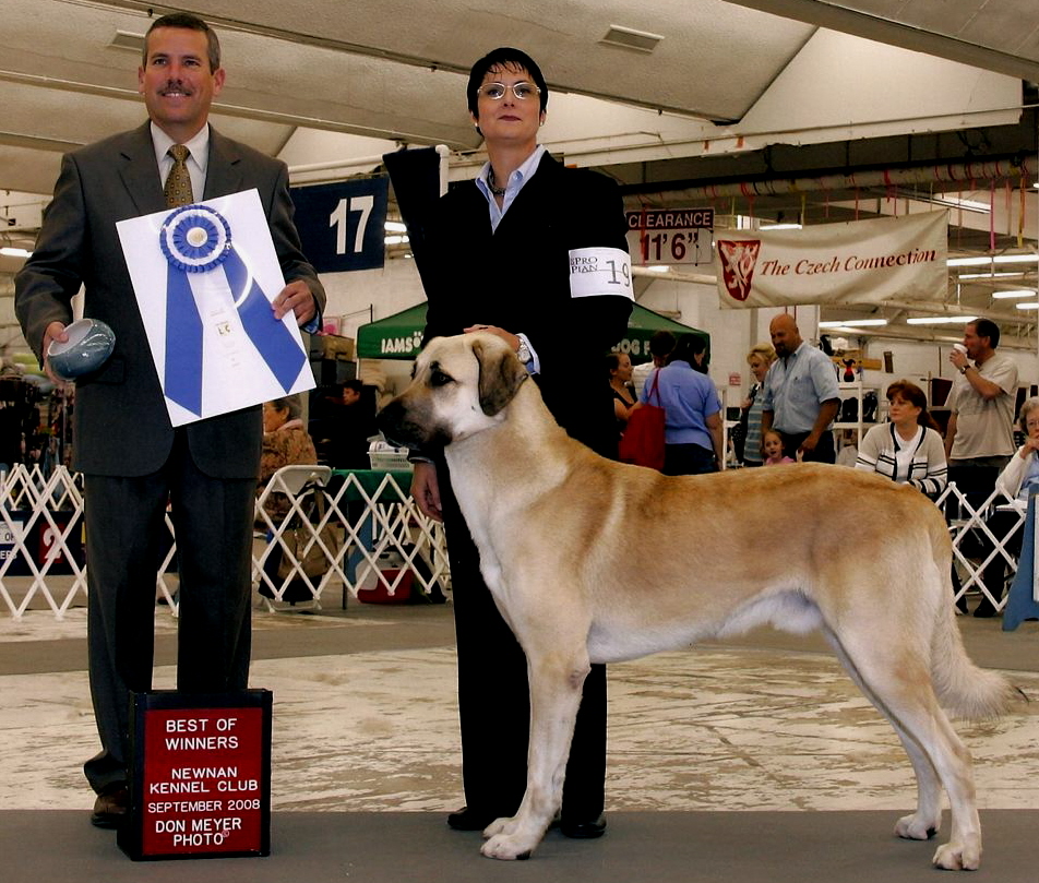 Lucky Hit's Sahara LUKA (was Collar)  - What a beautiful pup!