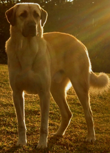 Lucky Hit's Sahara LUKA (was Collar)  - What a beautiful pup!